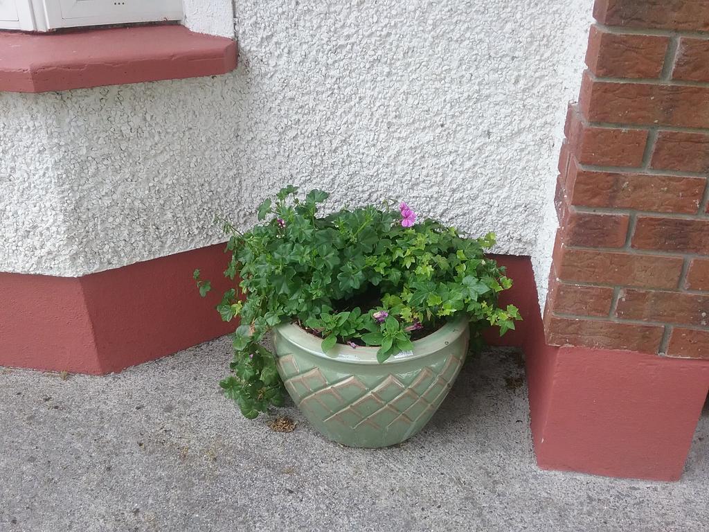 Rocksberry Bed & Breakfast Castlebar Buitenkant foto