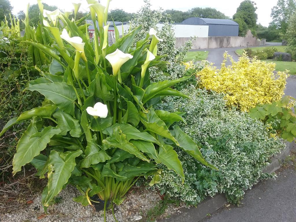 Rocksberry Bed & Breakfast Castlebar Buitenkant foto