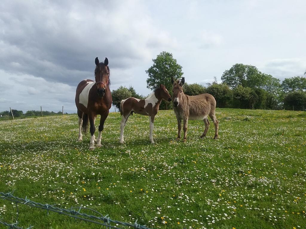 Rocksberry Bed & Breakfast Castlebar Buitenkant foto